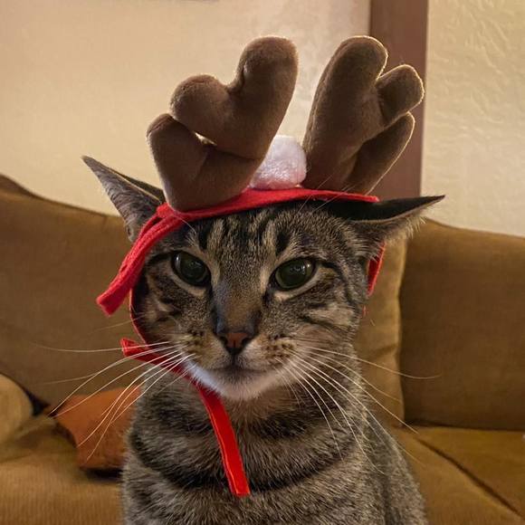 asmaus